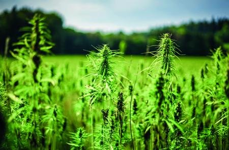CBD-Vollspektrumöl versus CBD-Isolat